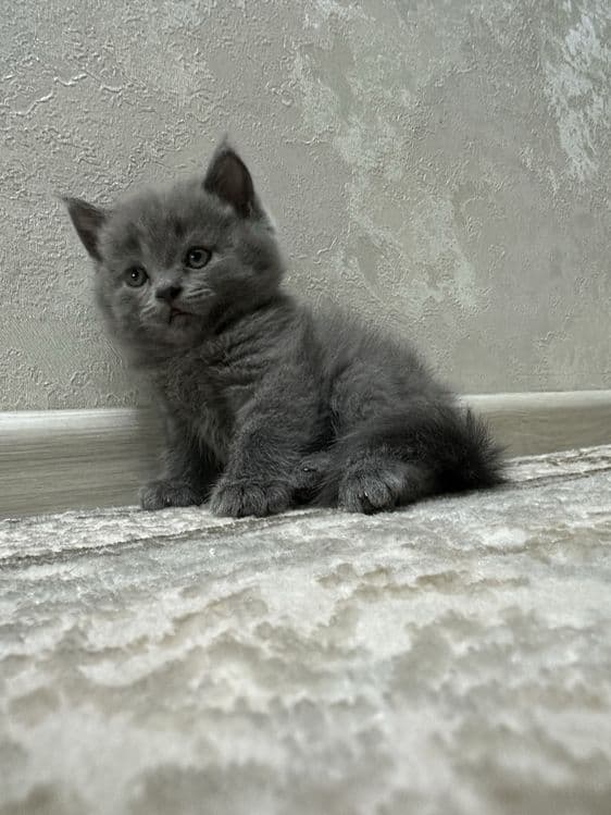 Mushuk sevarlar uchun Mushuklar — 7
