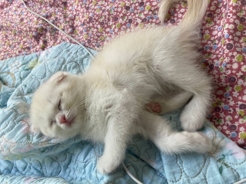кошка мушук скотиш фолд skotish fold — 1