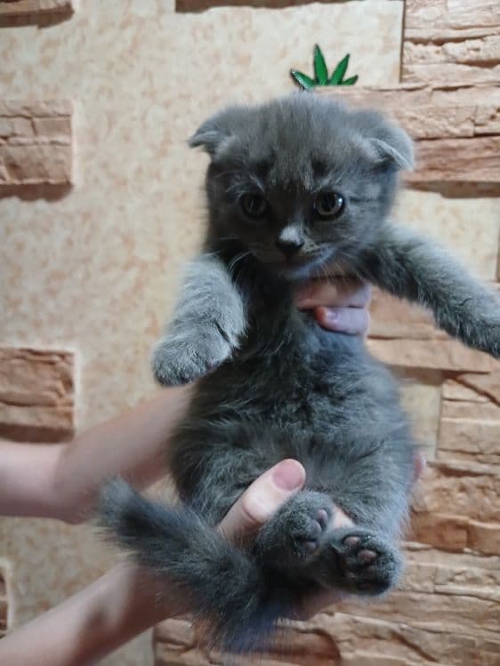 Продаются котята вислоухии — 2