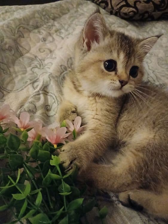 Продаю шиншилу девачку — 3
