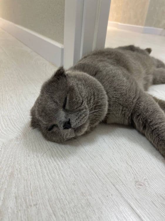Scottish fold    Sotiladi — 2