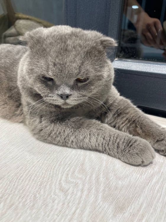 Scottish fold    Sotiladi — 3