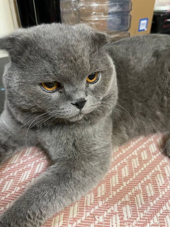Scottish fold    Sotiladi — 4