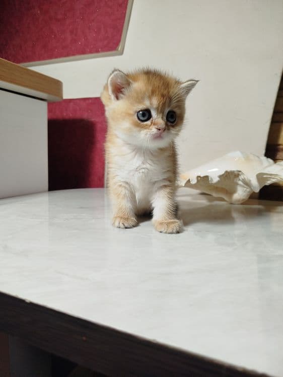 Мальчик скотиш страйт 13.0426г. — 2