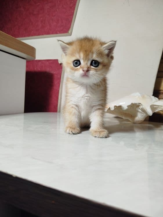 Мальчик скотиш страйт 13.0426г. — 3