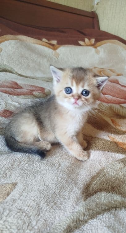 Мальчик скотиш страйт 13.0426г. — 4
