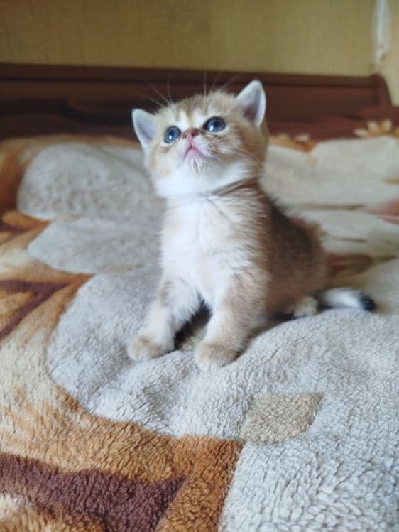 Мальчик скотиш страйт 13.0426г. — 5