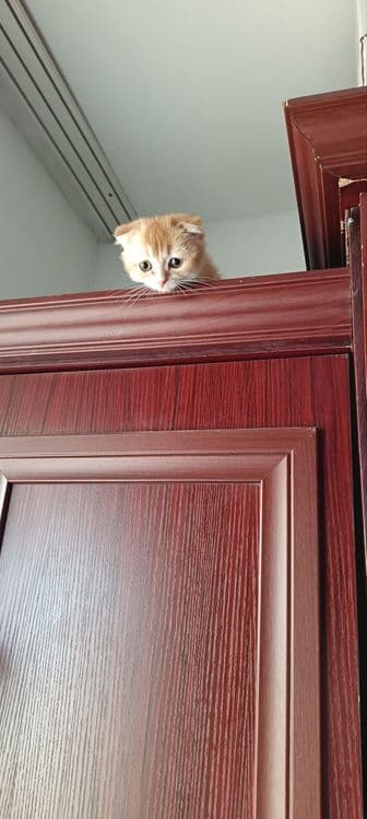 Scottish fold strayt — 2