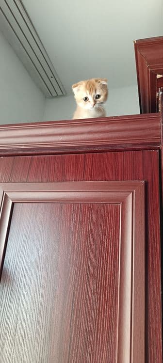 Scottish fold strayt — 3