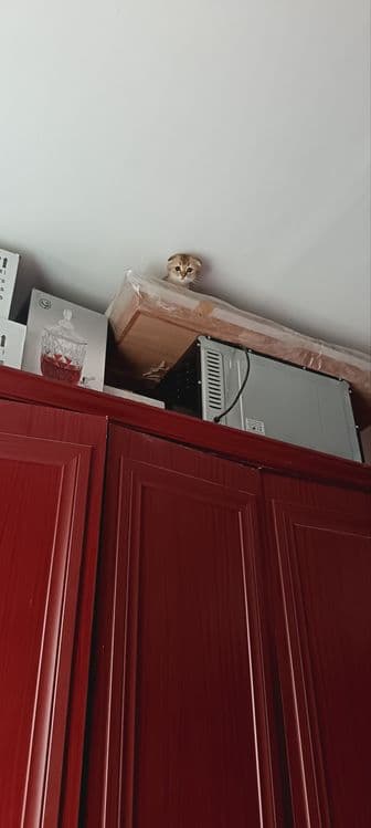 Scottish fold strayt — 4