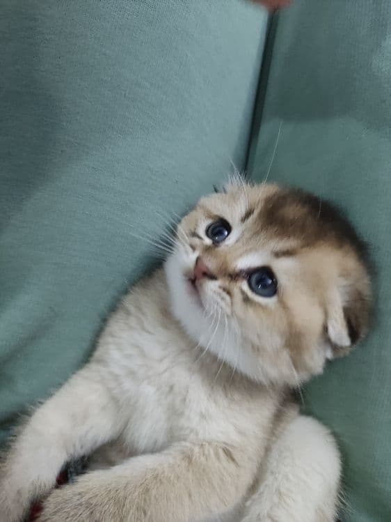 Scottish fold strayt — 5