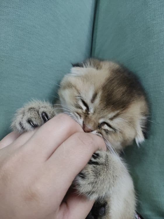 Scottish fold strayt — 6