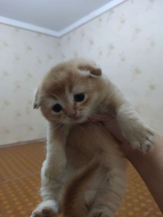 Scottish fold strayt — 7