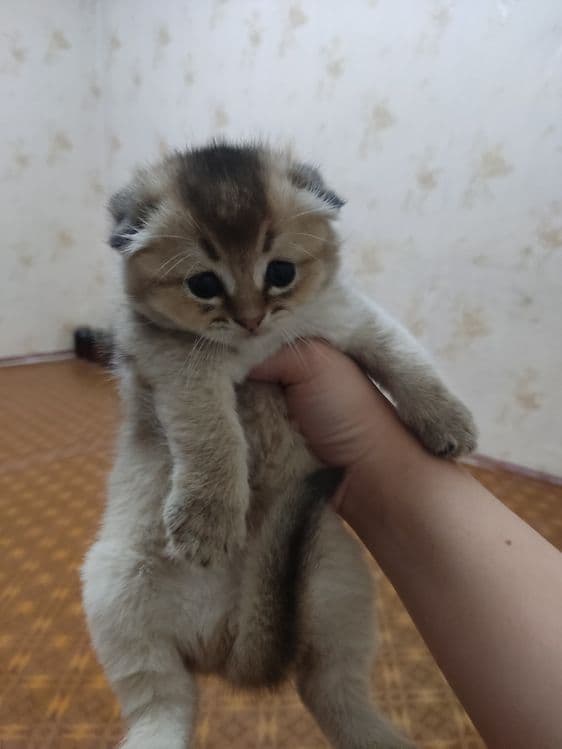 Scottish fold strayt — 8