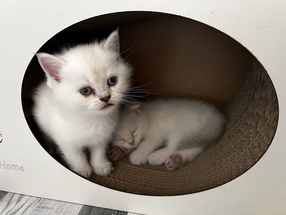 Scottish straight Scottish fold Chinchilla (Shinshilla) mushula sotila — 2