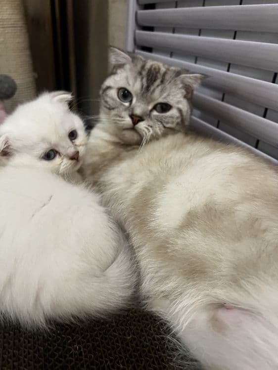 Scottish straight Scottish fold Chinchilla (Shinshilla) mushula sotila — 4