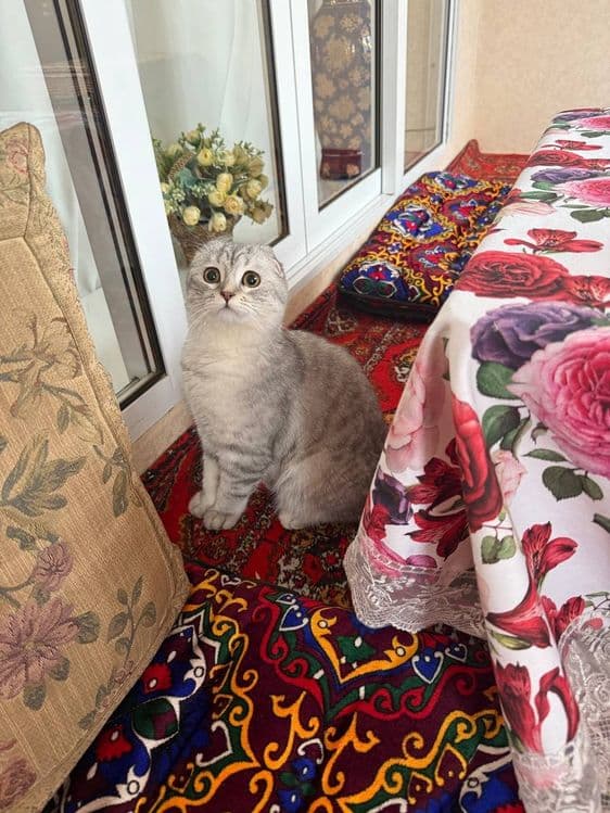 Продается кошка девочка — 1