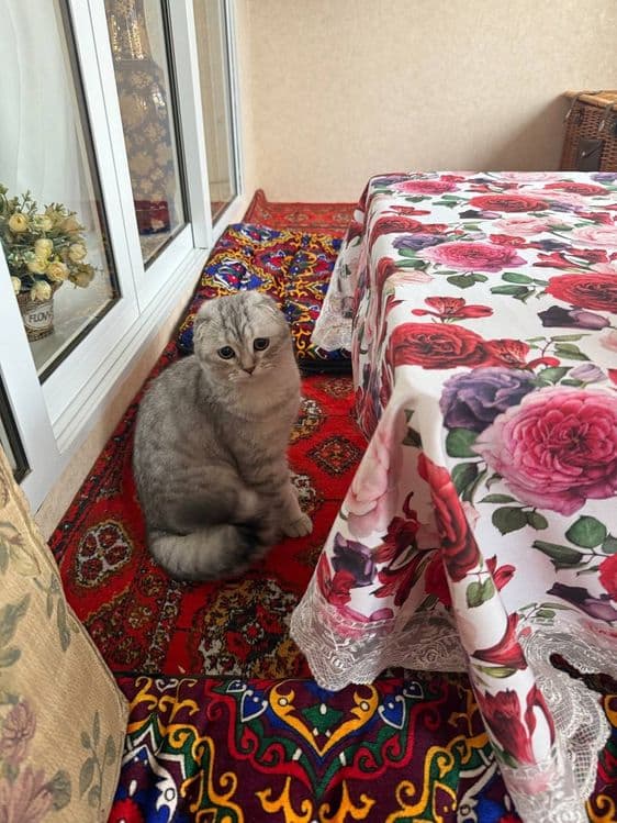 Продается кошка девочка — 2