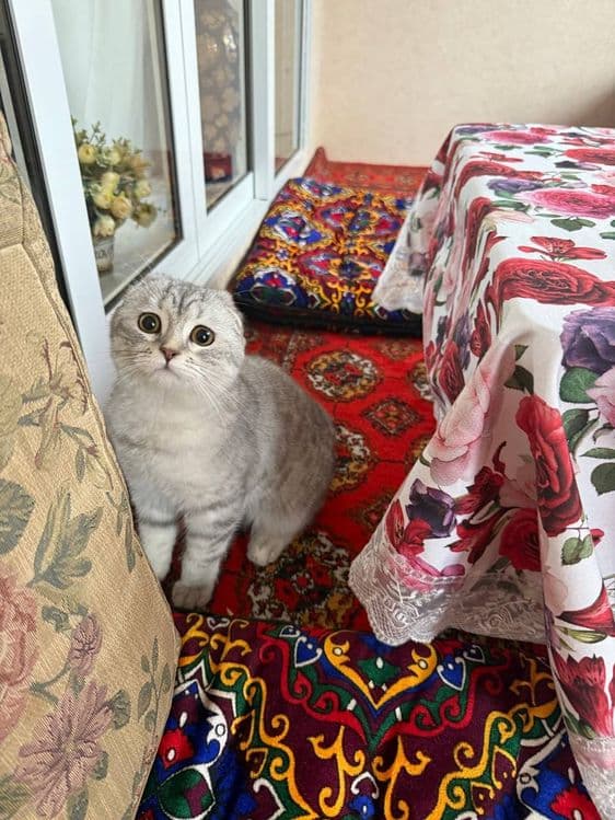 Продается кошка девочка — 3