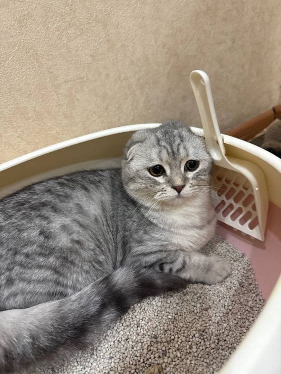 Продается кошка девочка — 4
