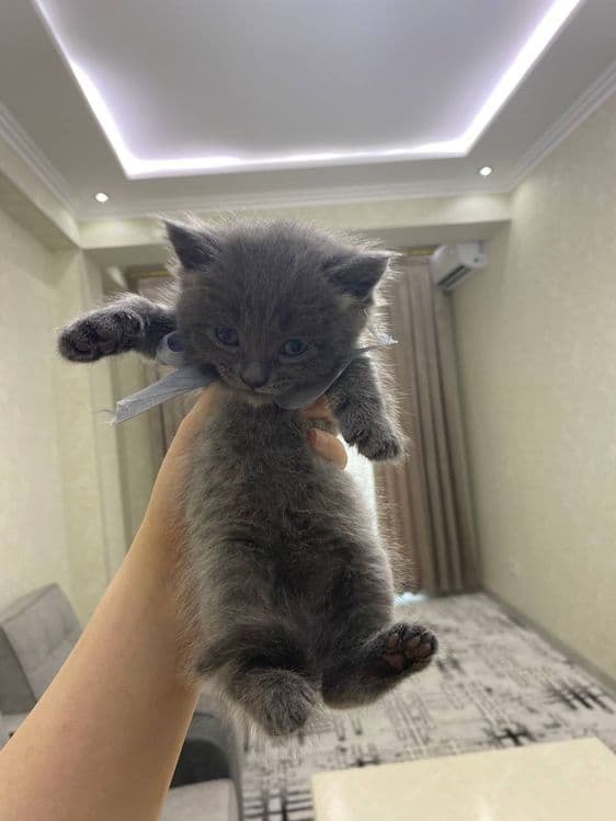 Британская короткошерстная — 2