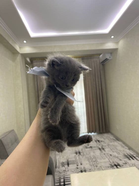 Британская короткошерстная — 3