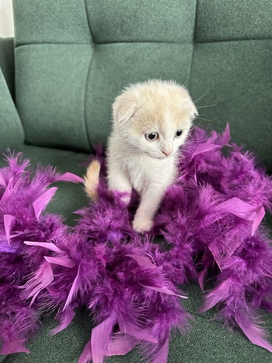 Продаётся котята скотиш фолд — 2