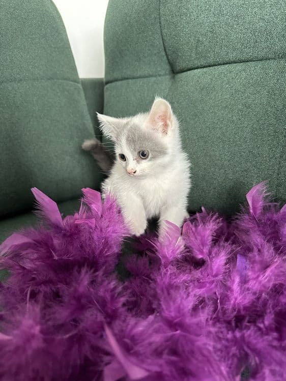 Продаётся котята скотиш фолд — 3