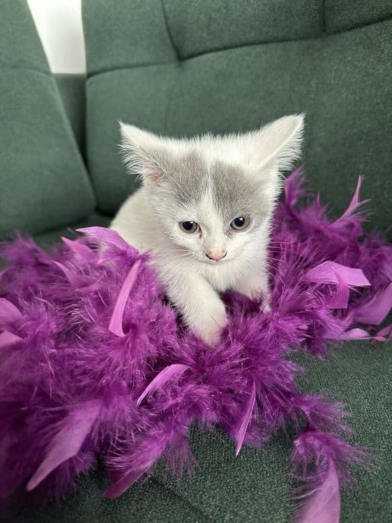 Продаётся котята скотиш фолд — 4
