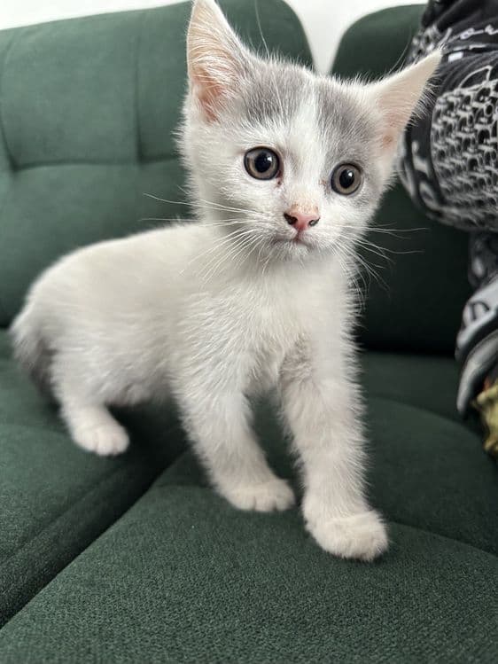 Продаётся котята скотиш фолд — 5