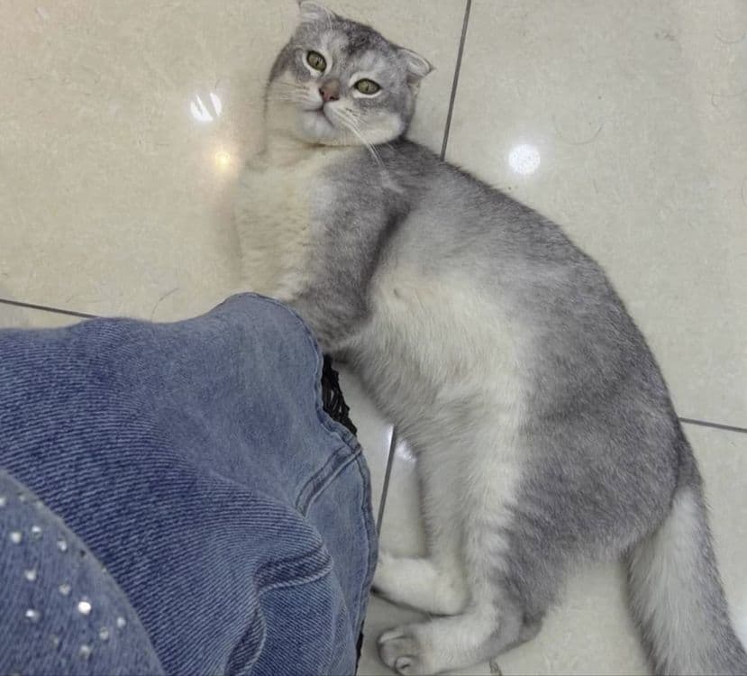 Здоровая домашняя кошка — 1