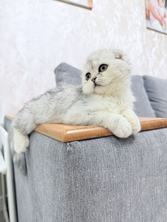 Продается котенок Шотландский скотишь фолд серебро. 3,5 месяца. — 1