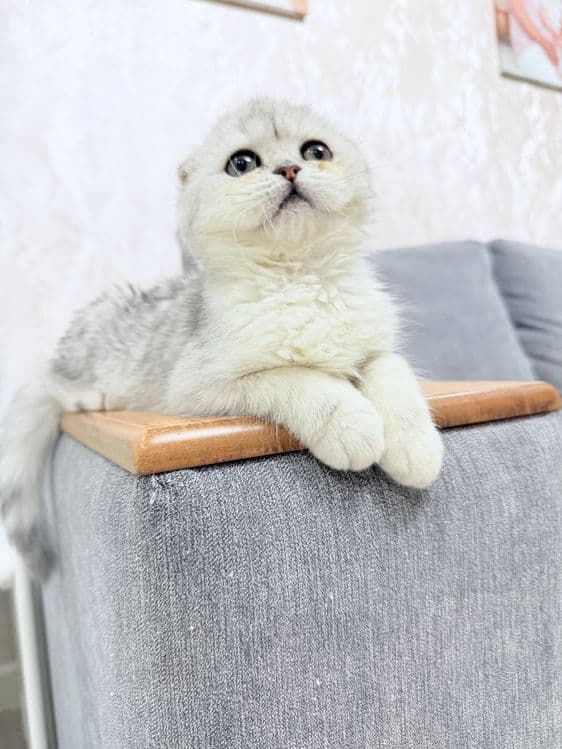 Продается котенок Шотландский скотишь фолд серебро. 3,5 месяца. — 2