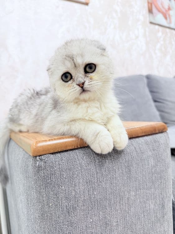 Продается котенок Шотландский скотишь фолд серебро. 3,5 месяца. — 3