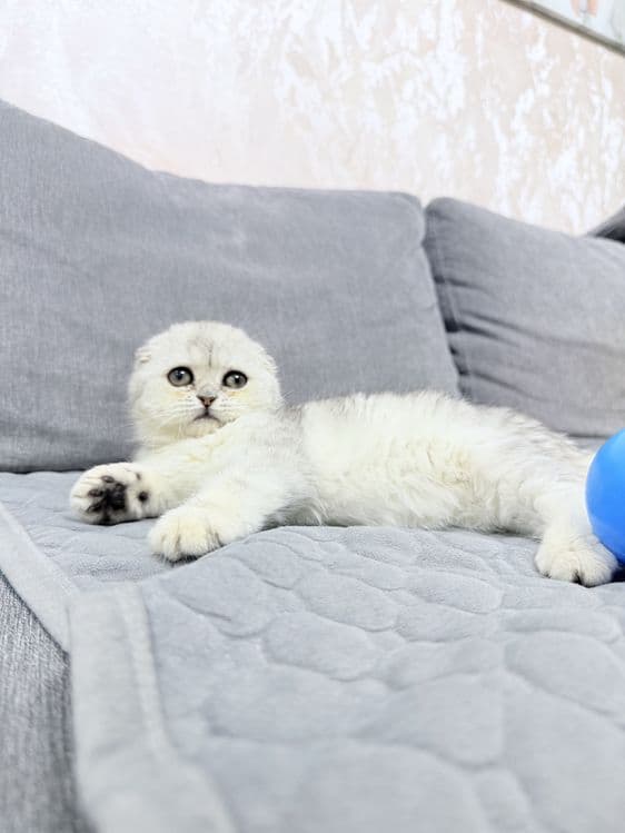Продается котенок Шотландский скотишь фолд серебро. 3,5 месяца. — 4
