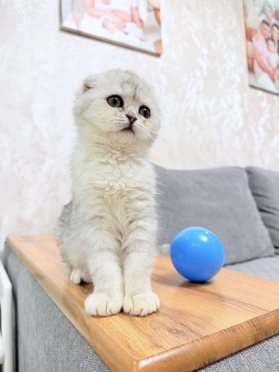 Продается котенок Шотландский скотишь фолд серебро. 3,5 месяца. — 5