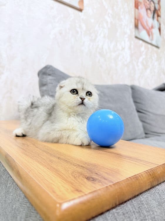 Продается котенок Шотландский скотишь фолд серебро. 3,5 месяца. — 6