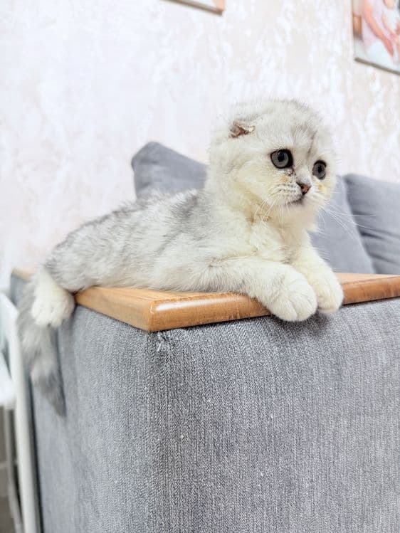 Продается котенок Шотландский скотишь фолд серебро. 3,5 месяца. — 7