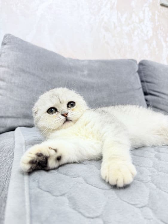 Продается котенок Шотландский скотишь фолд серебро. 3,5 месяца. — 8