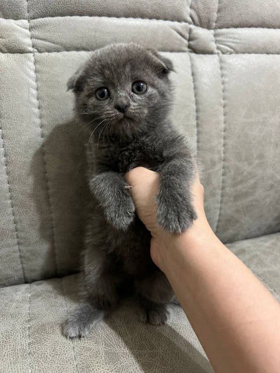 Продаются шотландские котята!!! — 1