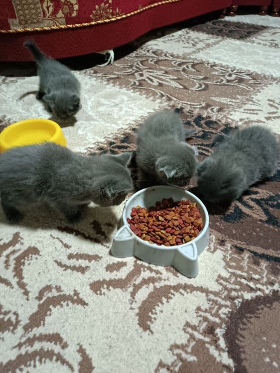 Продаются шотландские котята!!! — 2