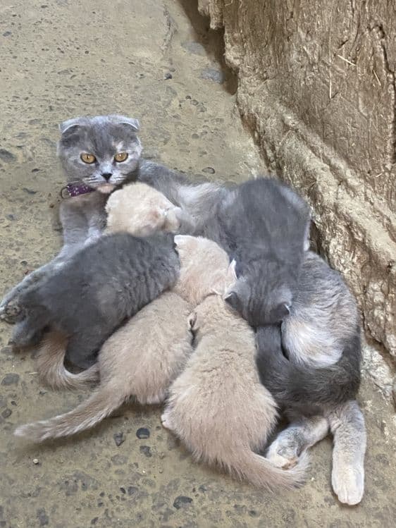 Mushuk scottish fold — 2