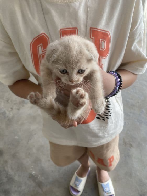 Mushuk scottish fold — 3