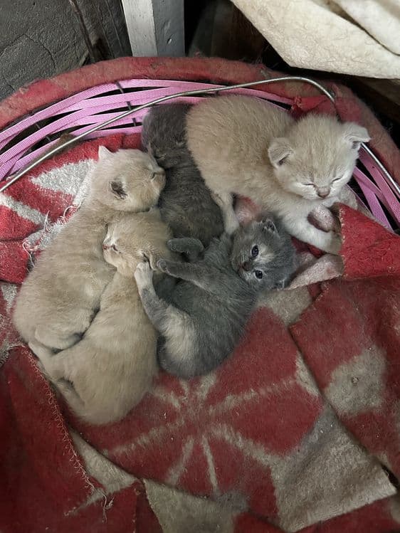 Mushuk scottish fold — 4