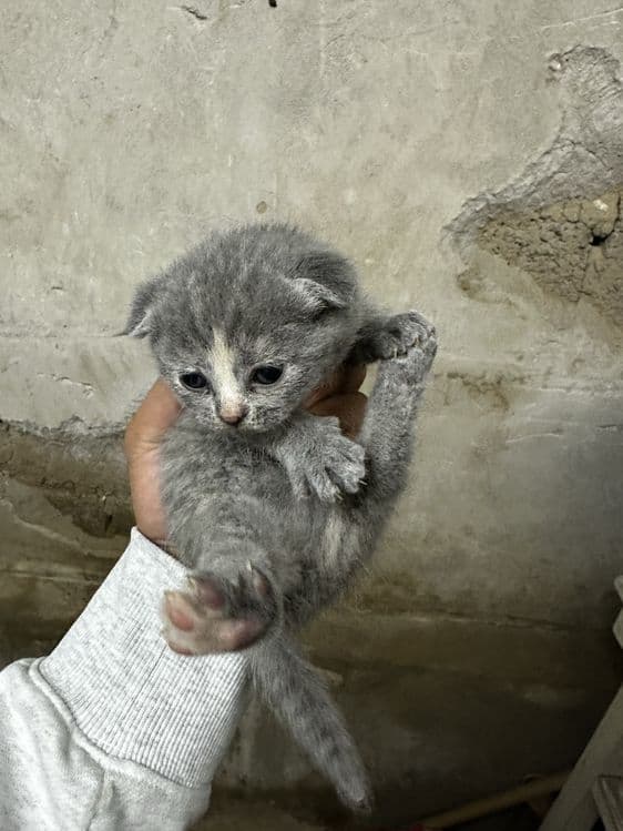 Mushuk scottish fold — 6