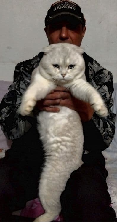 Продаются шотланские котята — 2