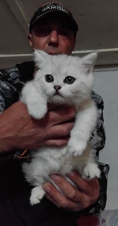 Продаются шотланские котята — 3