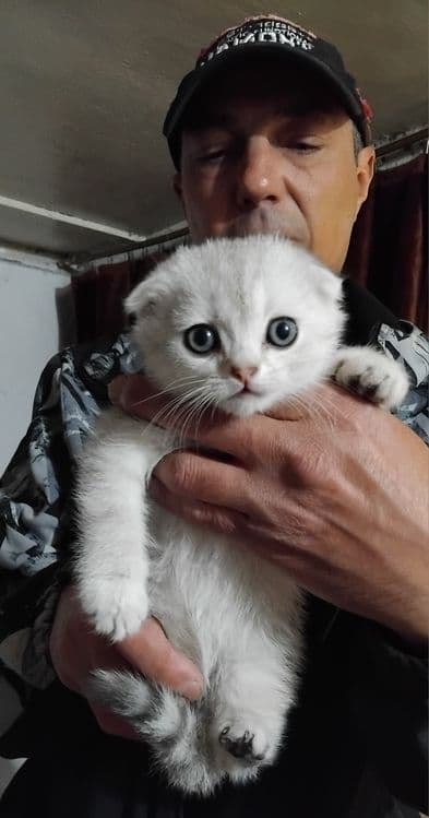 Продаются шотланские котята — 4