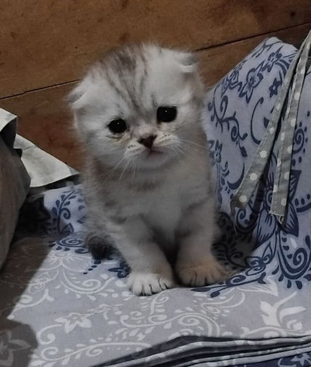 Продаются шотланские котята — 5