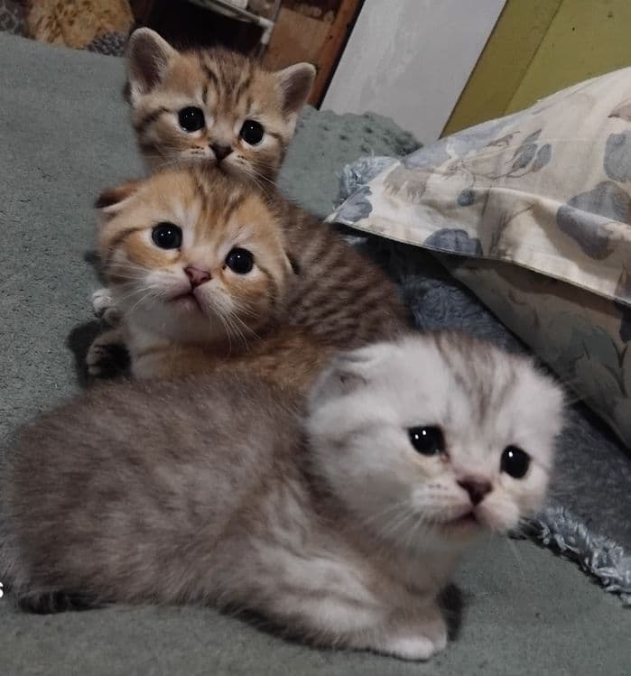 Продаются шотланские котята — 6